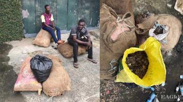 A trafficker arrested with more than 150 kg of pangolin scales