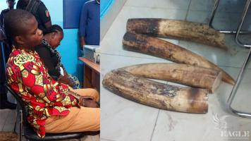 2 traffickers arrested with 2 large tusks