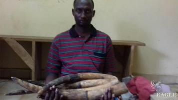 A Cameroonian trafficker arrested with 4 tusks