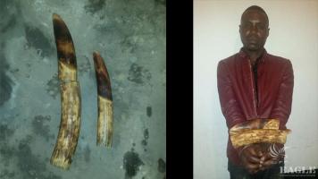 A corrupt military man arrested with 2 ivory tusks