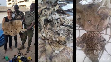 3 traffickers arrested with more than 500 wildlife skins