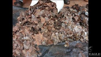 5 traffickers arrested with 45kg pangolin scales