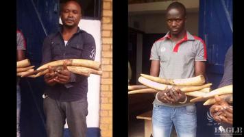 3 traffickers arrested with 9 tusks