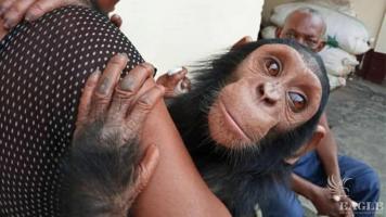 2 arrested and baby chimp rescued in Douala