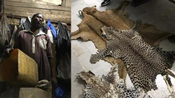 A notorious trafficker arrested with a lion skin and two leopard skins