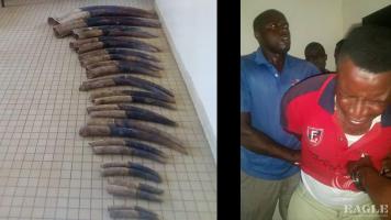 7 traffickers arrested with 37 tusks