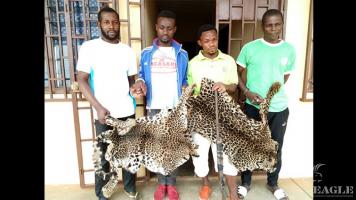 4 traffickers arrested with two leopard skins