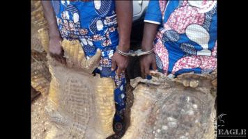 2 traffickers arrested with a leopard skin and 3 crocodile skins