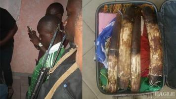 A trafficker arrested with 4 elephant tusks