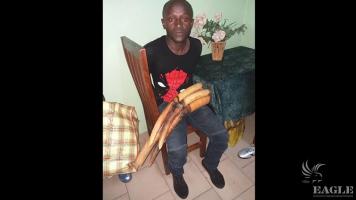 An ivory trafficker arrested with 4 tusks