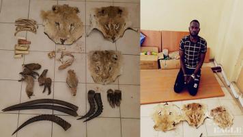 A trafficker arrested with 3 lion heads skins