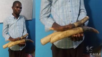 An ivory trafficker arrested with 3 tusks