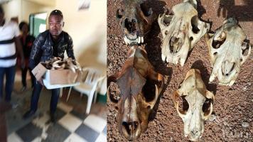 A corrupt police officer arrested with 5 lion skulls