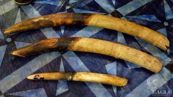 2 ivory traffickers arrested with 3 tusks