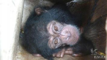 Baby Chimp Rescued from Arrested  Guinea Traffickers