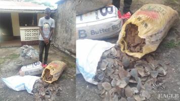 A trafficker arrested with 100 kg pangolin scales