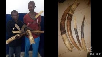 2 arrested  with 20 kg ivory