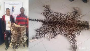 3 traffickers arrested with a leopard skin