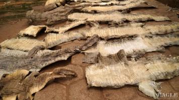 4 traffickers arrested with 20 crocodile skins