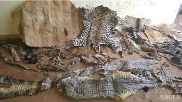 3 traffickers arrested with lion and leopard skins