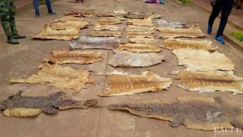A trafficker arrested with 57 wild animals skins