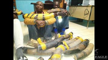 2 ivory traffickers arrested with 11 tusks