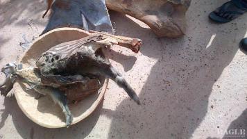 Bushmeet siezed in Benin