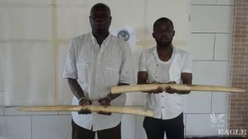 2 ivory traffickers arrested with 2 tusks