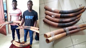 2 ivory traffickers arrested with 6 tusks