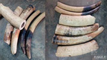 3 traffickers, one of them Nigerian, arrested with 4 tusks