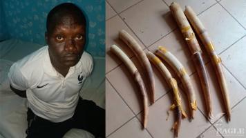 An ivory trafficker arrested with 6 tusks