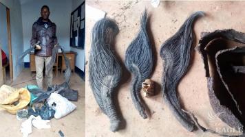 A trafficker arrested with 3 elephant tails