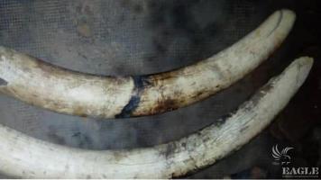 2 traffickers arrested with two tusks