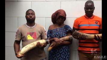 3 ivory traffickers arrested with 3 tusks
