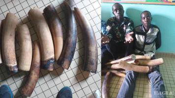 2 ivory traffickers arrested with 4 tusks