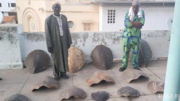 2 traffickers arrested with 13 sea turtle shells