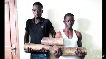 2 ivory traffickers arrested with two tusks