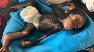 PALF team saved a baby chimp on Christmas