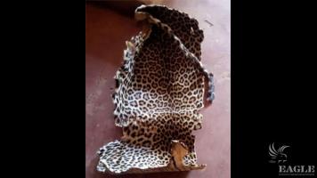 2 leopard skin traffickers arrested with a leopard skin