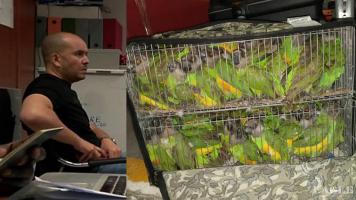 An Algerian parrot trafficker arrested at the airport in Dakar with 131 parrots