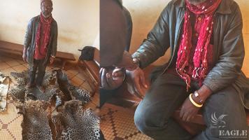 A trafficker arrested with 5 large leopard skins
