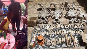 4 traffickers arrested with 20 kg of hippo teeth and skulls
