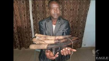 An ivory trafficker arrested with 6 tusks