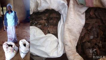 A pangolin scale trafficker arrested with 50 kg of pangolin scales
