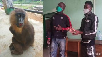 2 primate traffickers arrested with a young mandrill