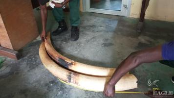 3 traffickers arrested with two tusks