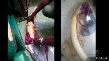 4 ivory traffickers arrested with one tusk
