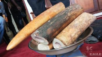 2 ivory traffickers arrested  with two tusks