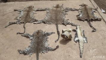 2 traffickers arrested with 4 leopard skins