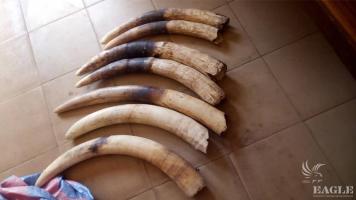 An ivory trafficker arrested with 7 tusks
